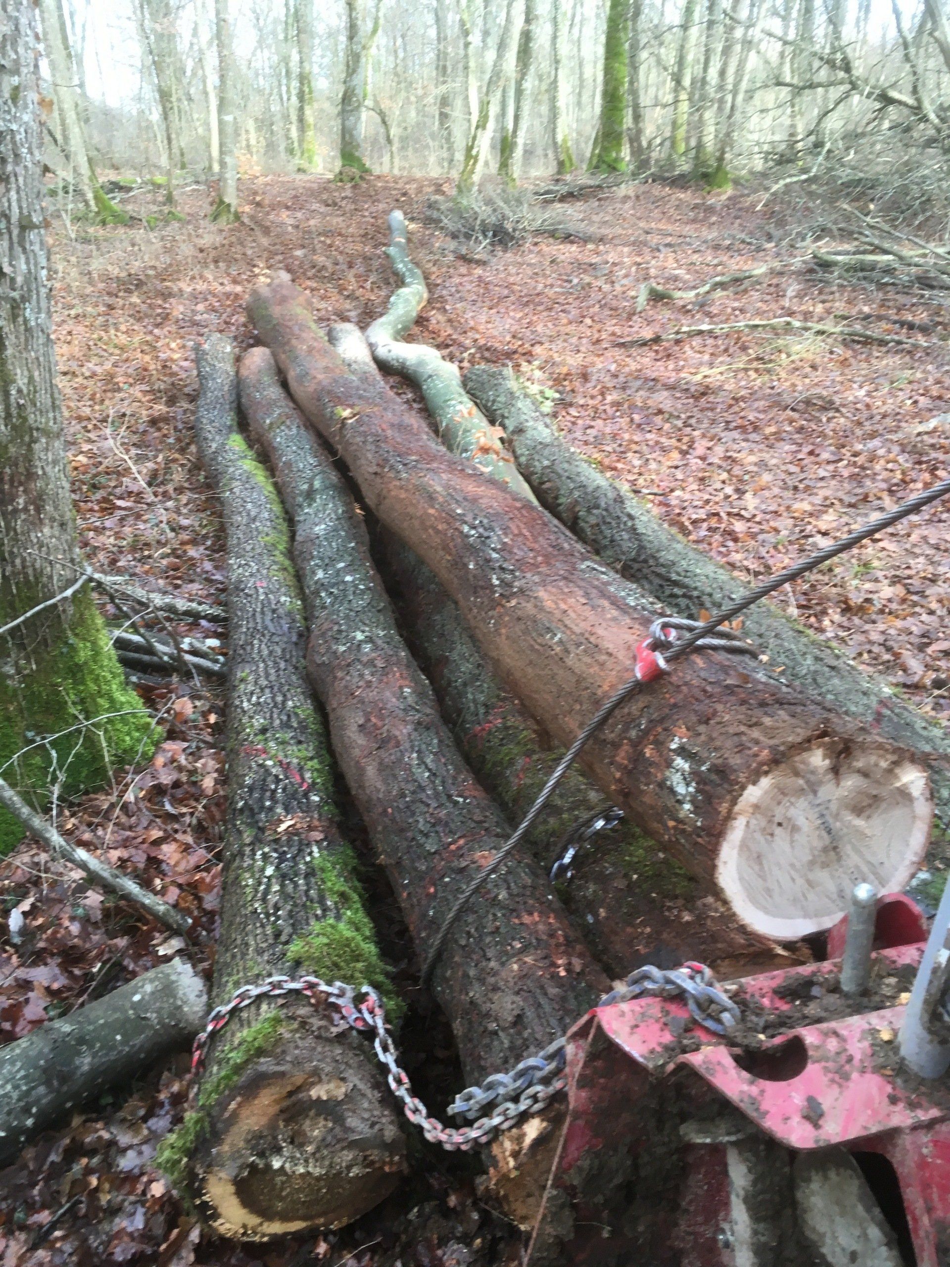 exploitation forestière