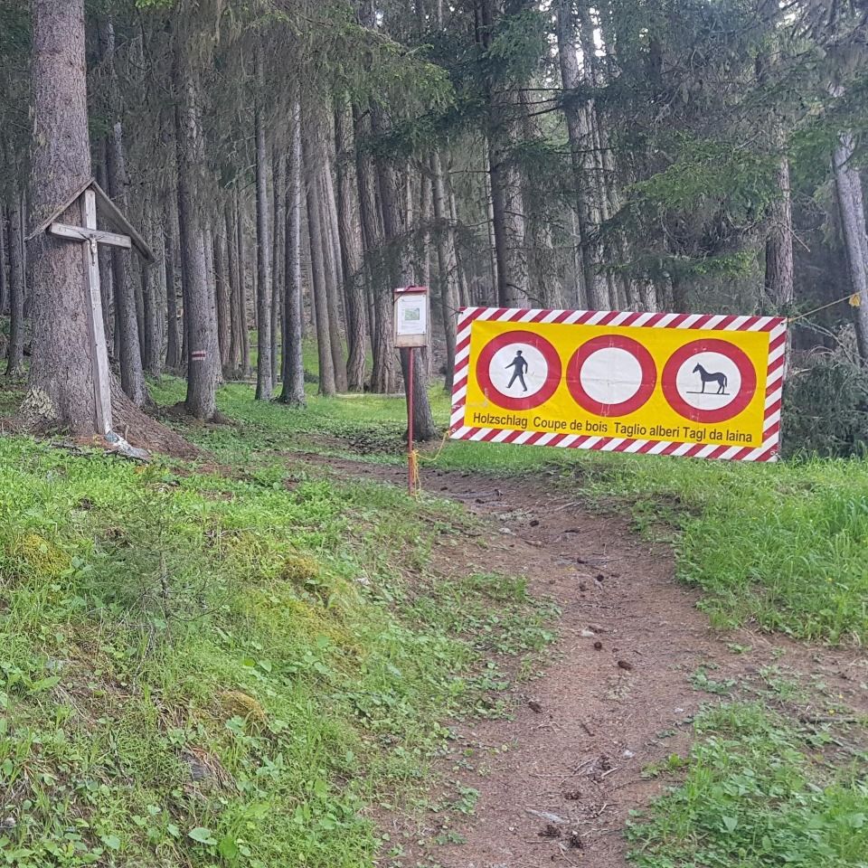 Travaux forestiers et exploitation du bois par l'entreprise Multibois