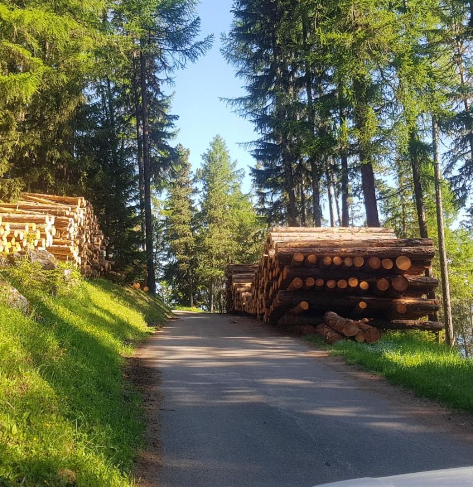 Route traversant une forêt bordée de part et d'autre de piles de troncs abattus, sous un ciel ensoleillé.