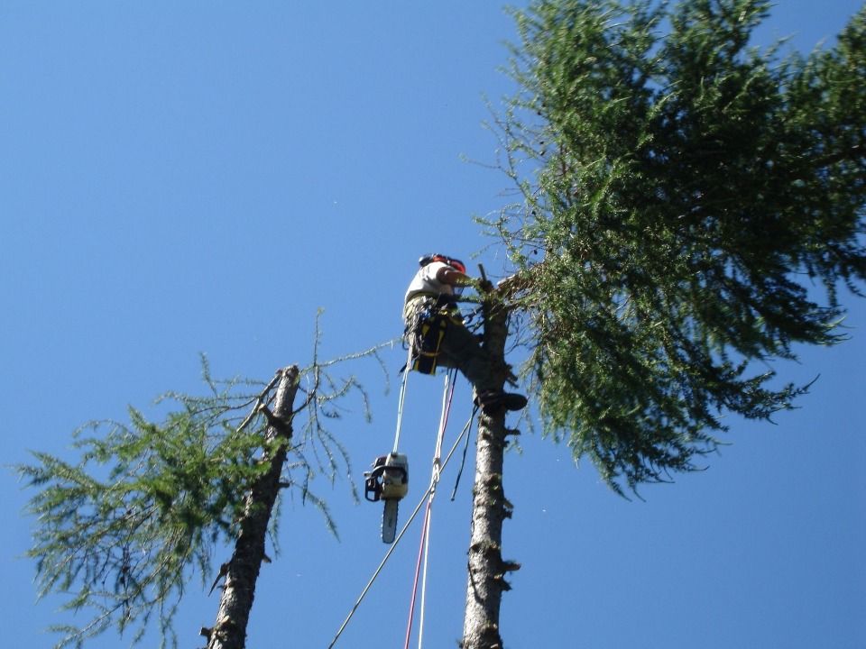 Un arboriste utilise une tronçonneuse pour tailler un grand arbre sous un ciel d'un bleu éclatant.