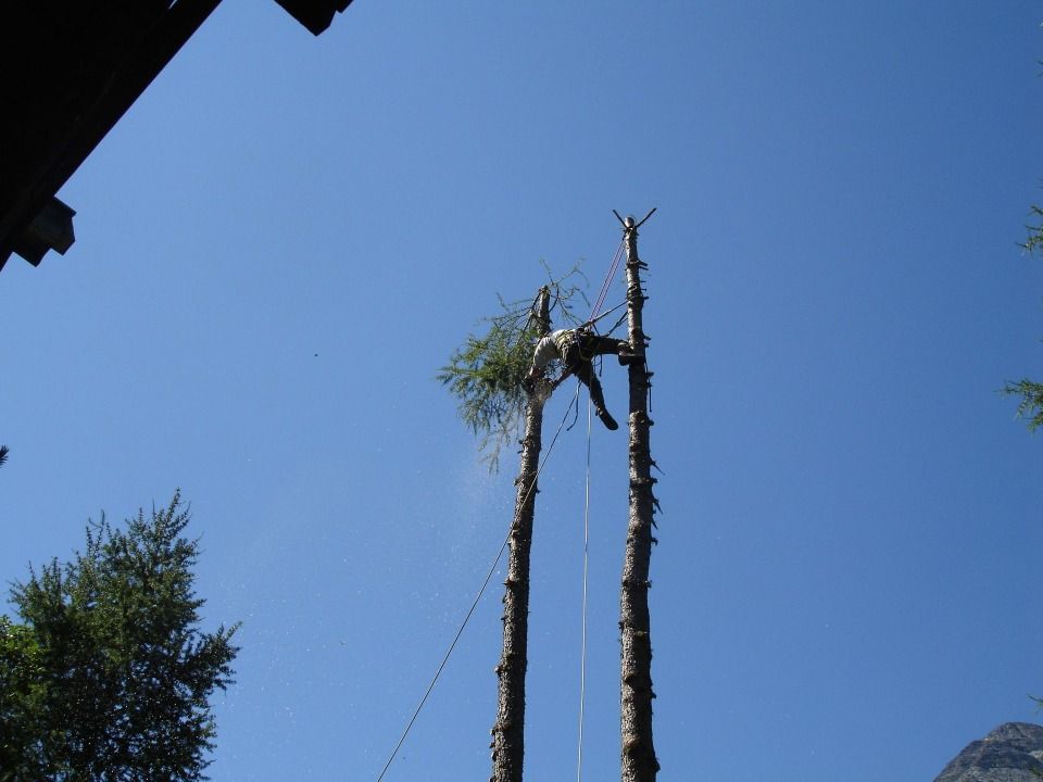 Un arboriste taille un grand arbre sur fond de ciel bleu, à l'aide de cordes et d'outils.