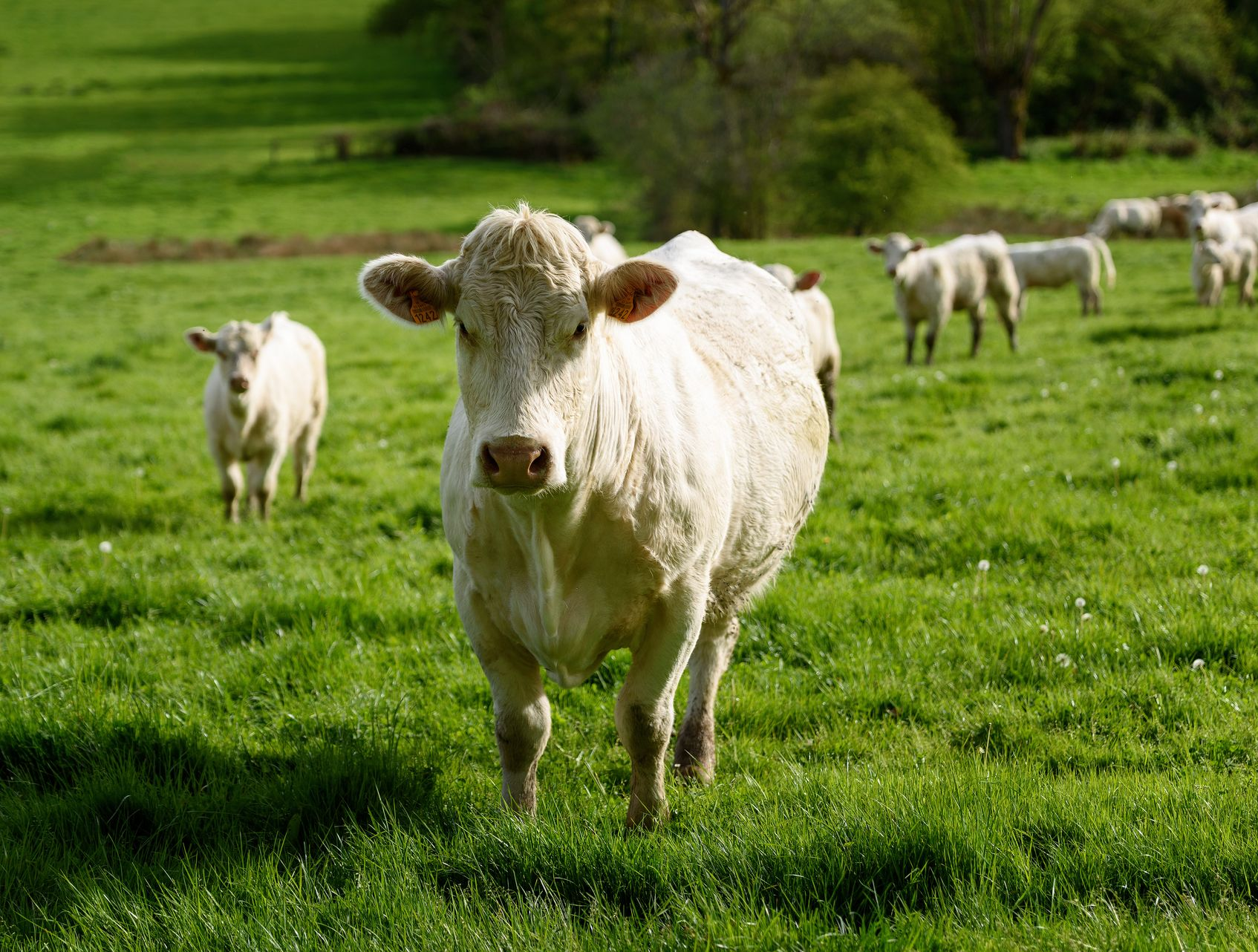 Une vache blanche se tient dans un champ vert, d'autres vaches et des moutons paissent en arrière-plan. Journée ensoleillée.