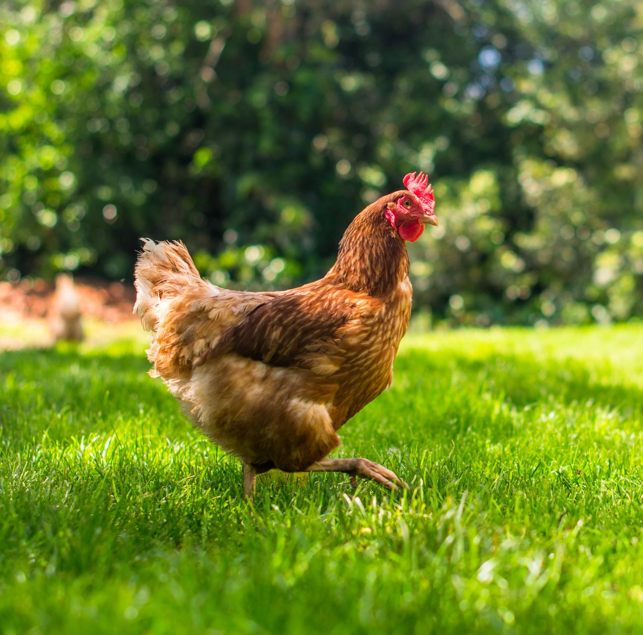 Poule brune marchant sur l'herbe verte.