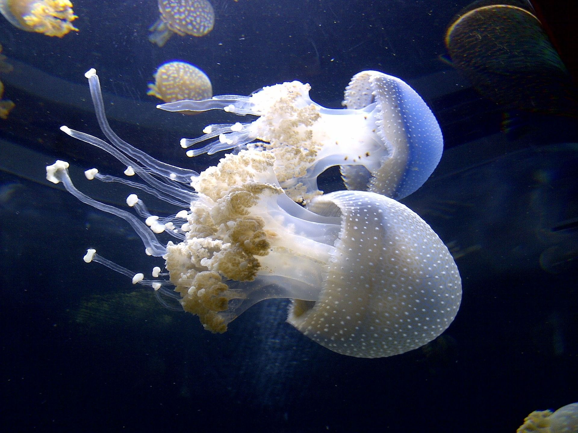 Zwei gesprenkelte Quallen mit blauen und weißen Glöckchen schwimmen im dunklen Wasser.