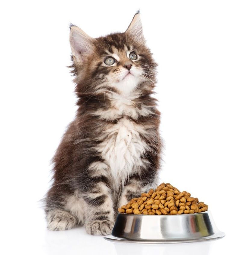 hond op een tafel en een dierenarts die aantekeningen maakt op een tablet