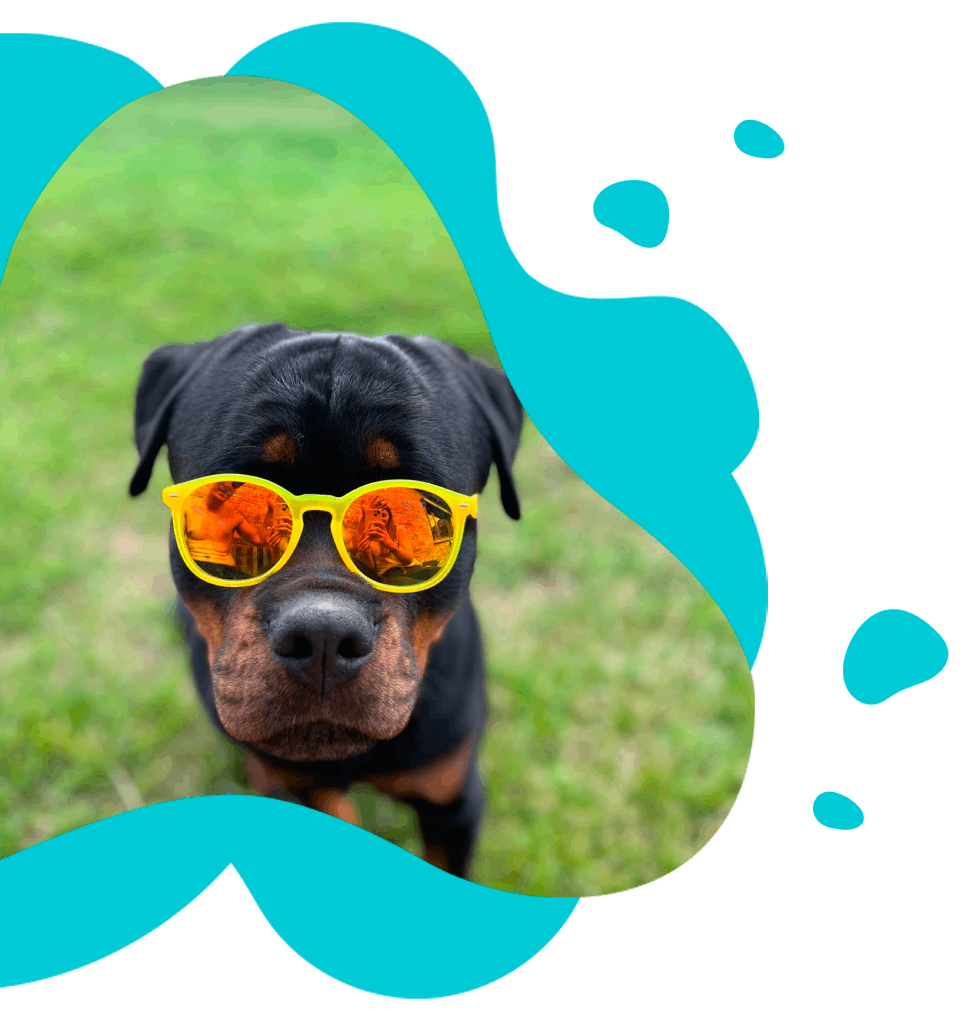 dierenarts onderzoekt een kat