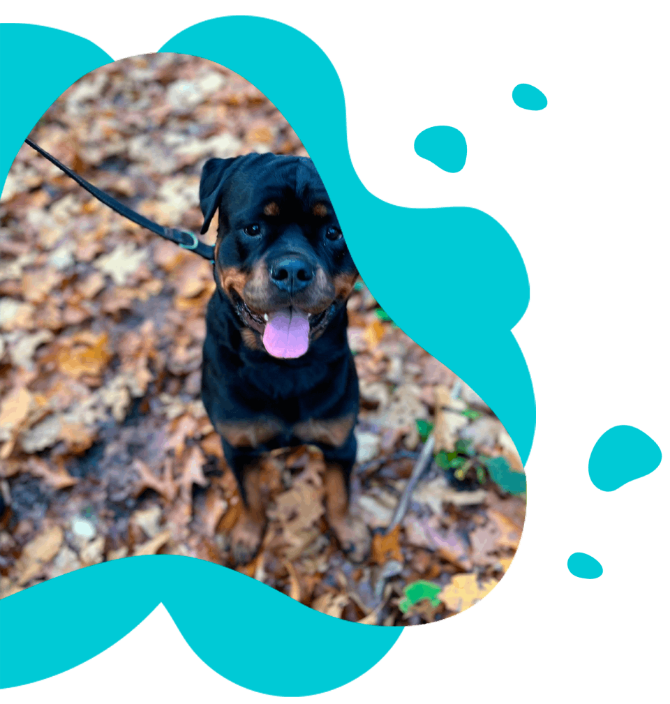 katteneigenaar schudt handen met de dierenarts