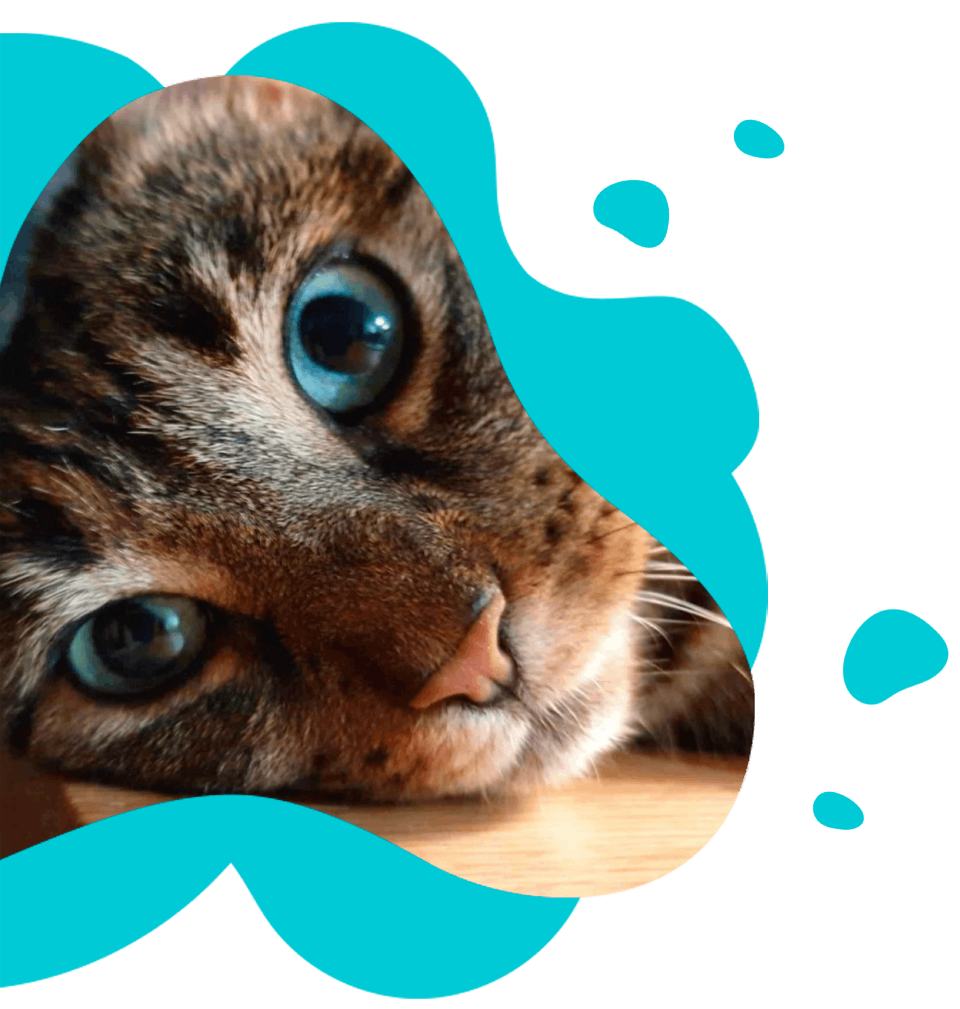 een persoon met een zak eten en een hond