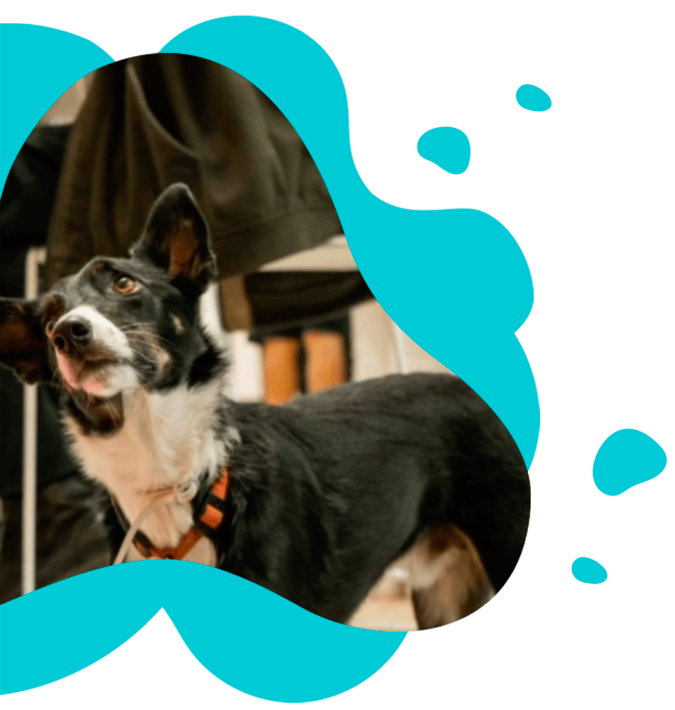 persoon die een kleine hond aait