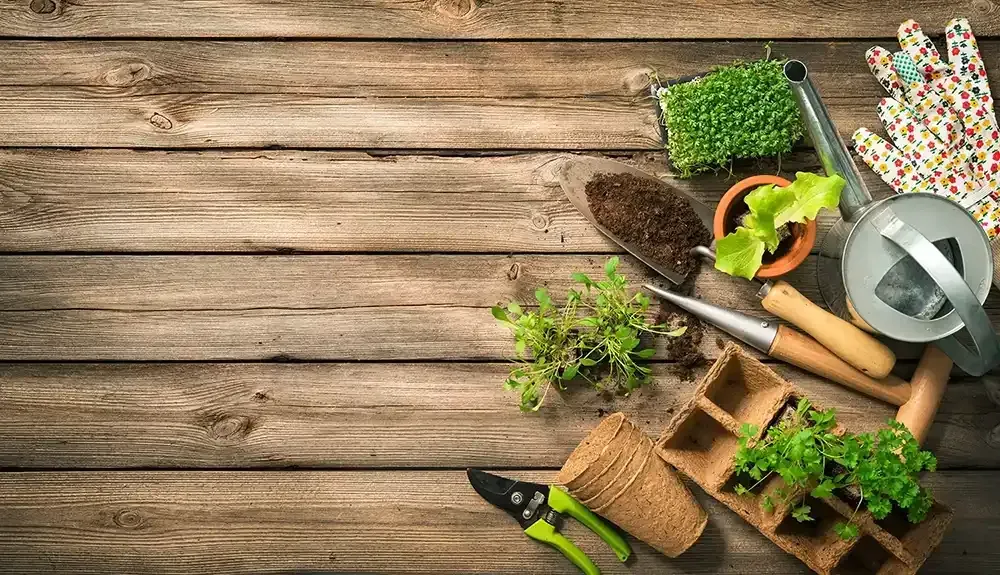 Una mesa de madera cubierta con herramientas de jardinería y plantas.