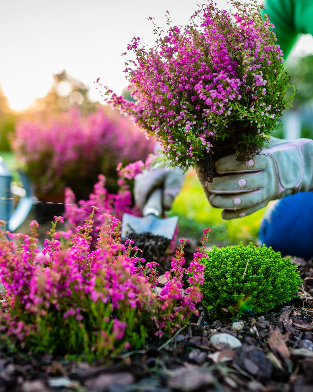 Un jardinier plante de la bruyère rose dans un parterre de fleurs, en portant des gants.