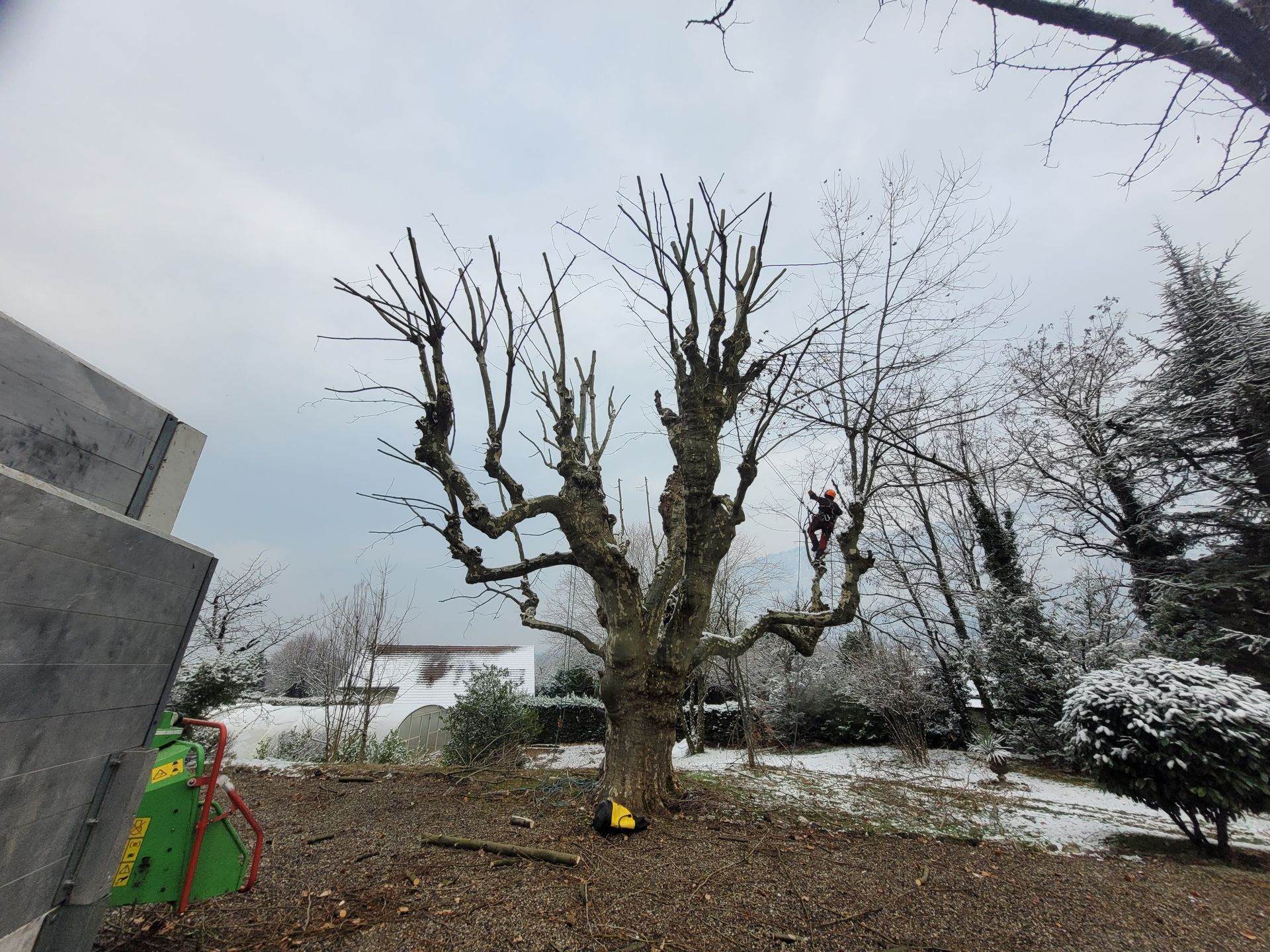Arbre sans feuilles dans une cour enneigée, avec un petit objet jaune à sa base et un bâtiment gris sur la gauche.
