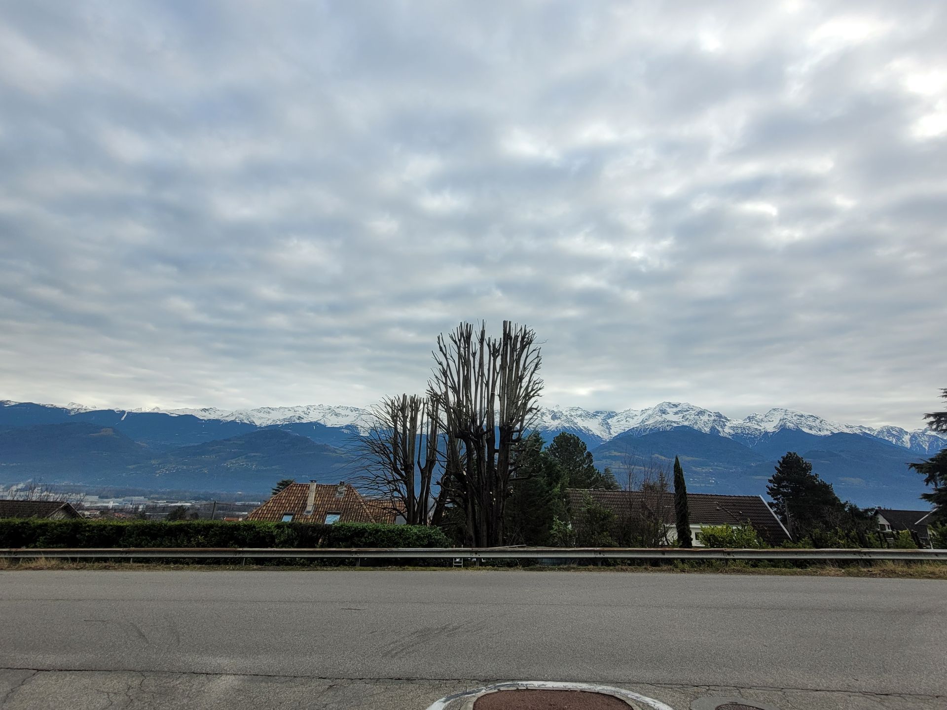 Un arbre feuillu à la large canopée se dresse dans une cour avant ensoleillée, à côté d'une allée pavée et d'une haie.