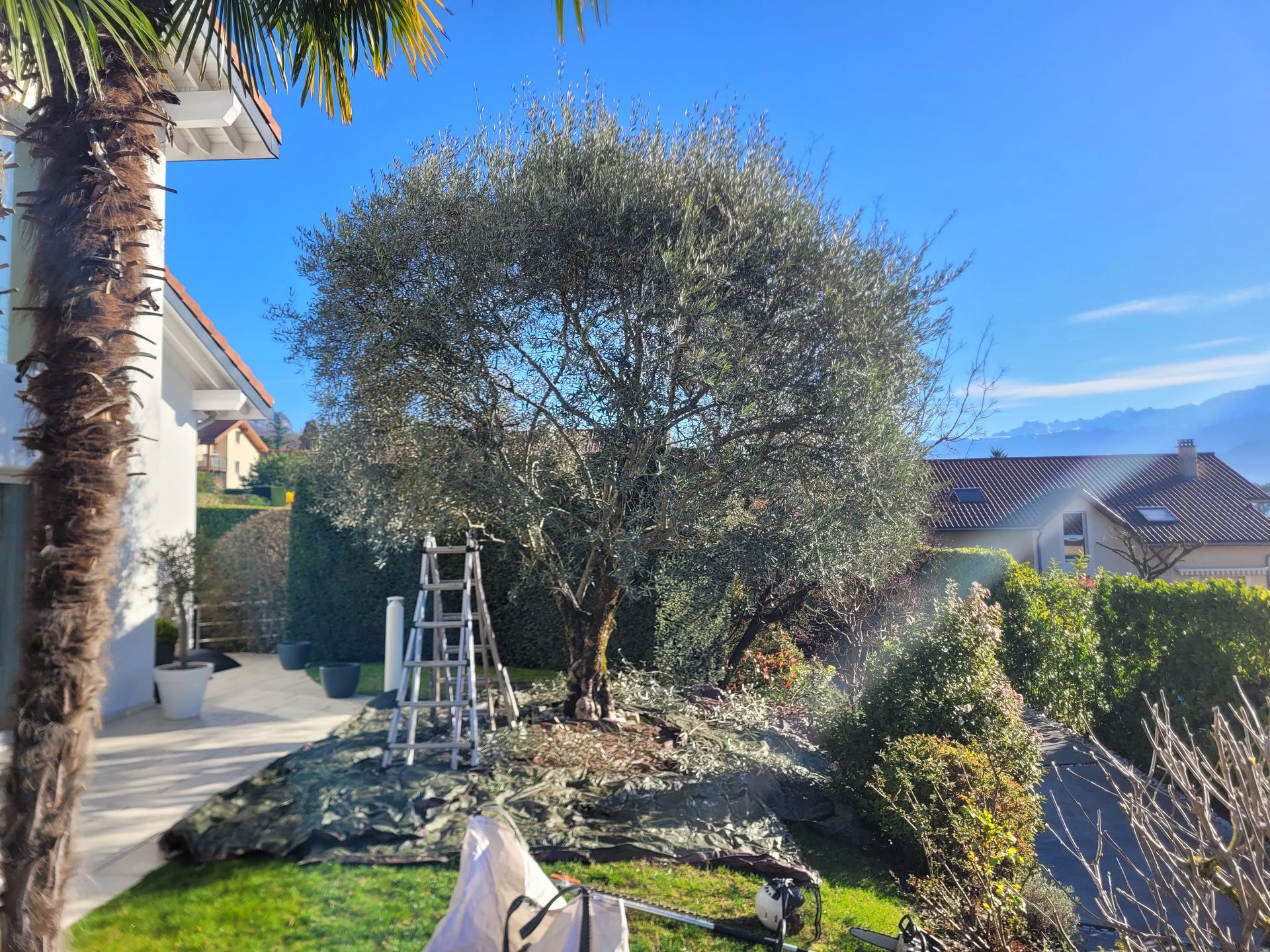 Une cour avec un grand arbre, une échelle, une terrasse et une maison sous un ciel bleu azur.