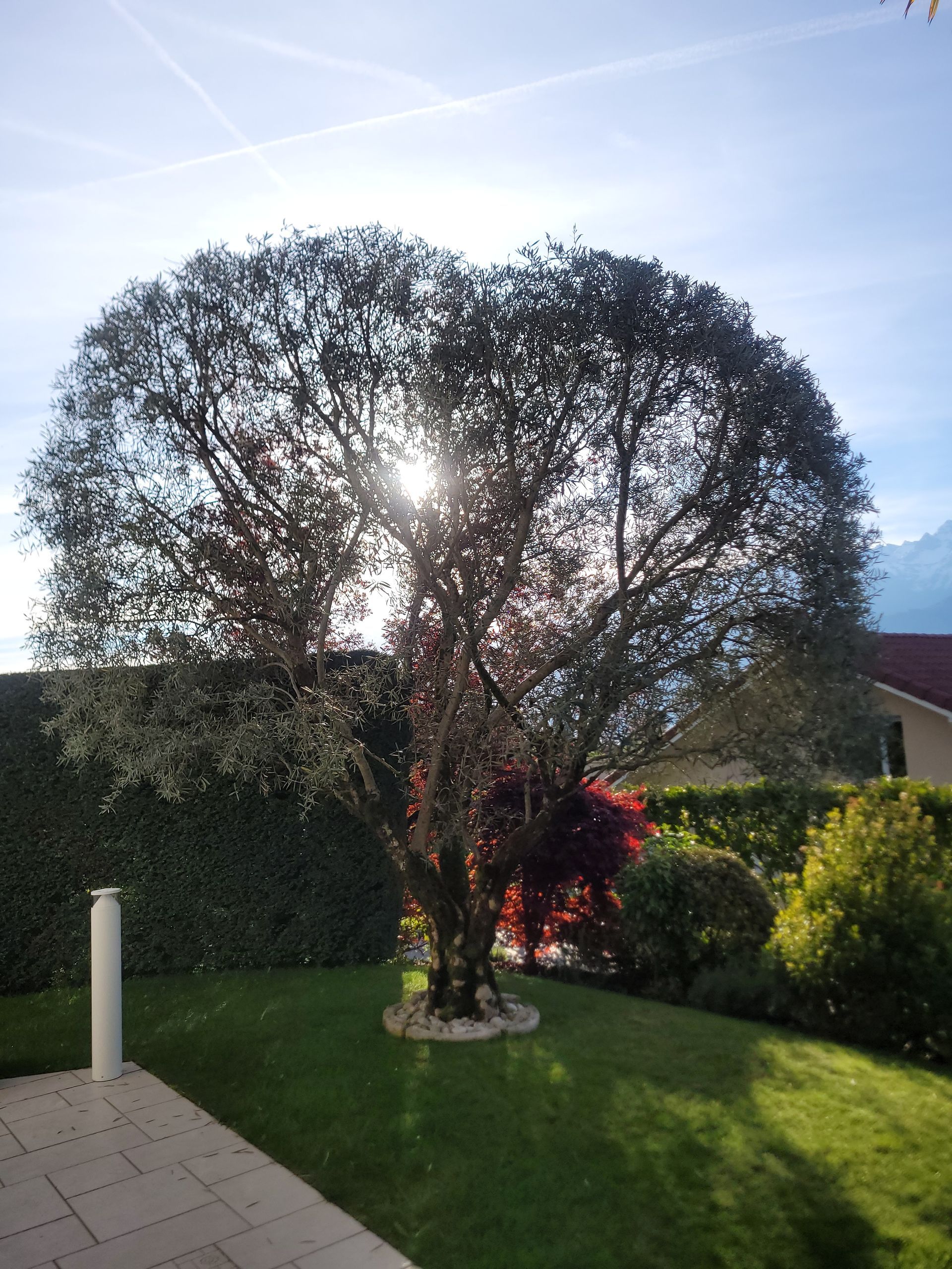 Arbre ornemental baigné de soleil dans un jardin paysager avec haies, pelouse et terrasse pavée.