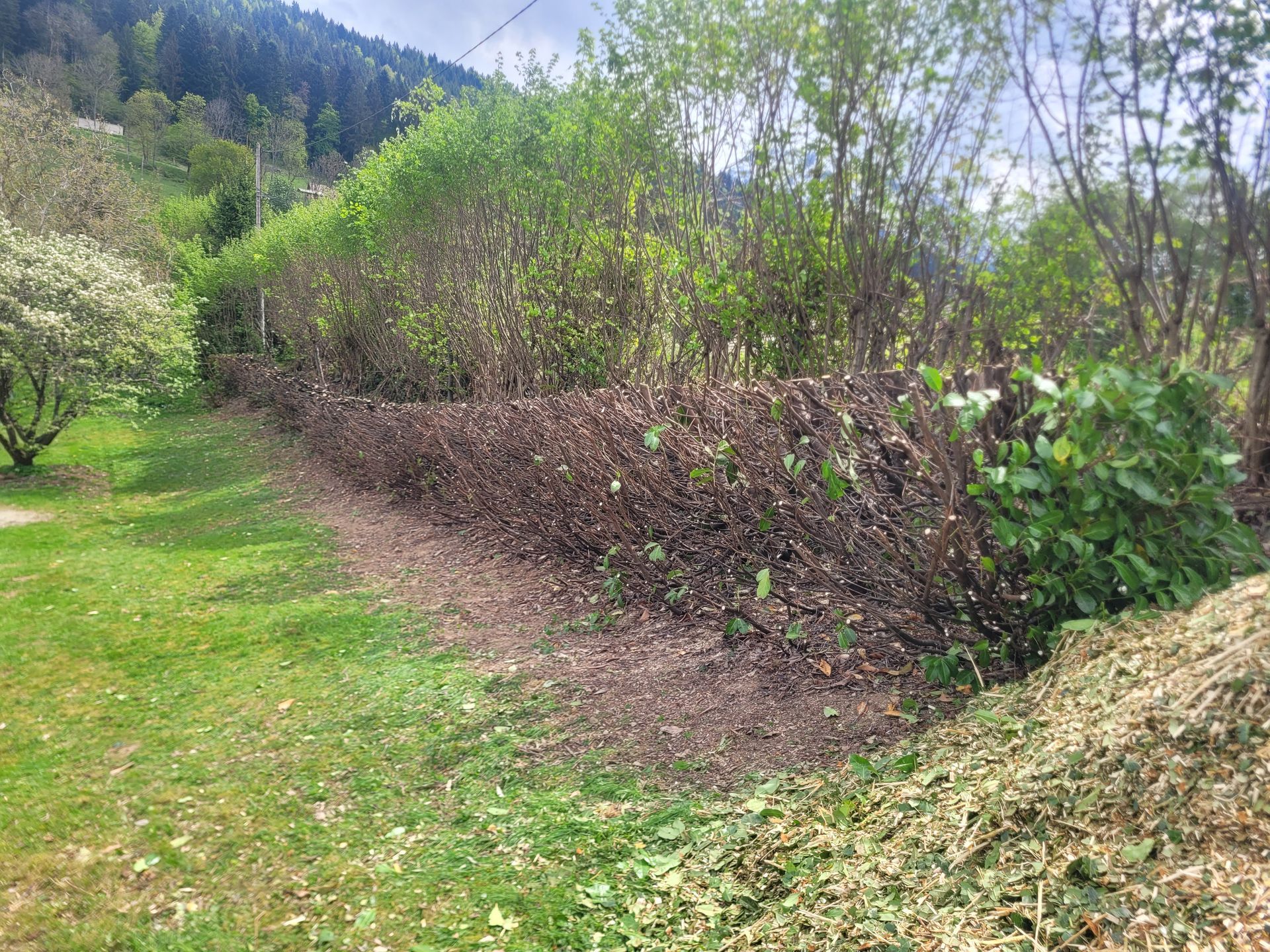 Une haie de jardin ensoleillée borde un chemin herbeux, avec des arbres et une colline en arrière-plan.