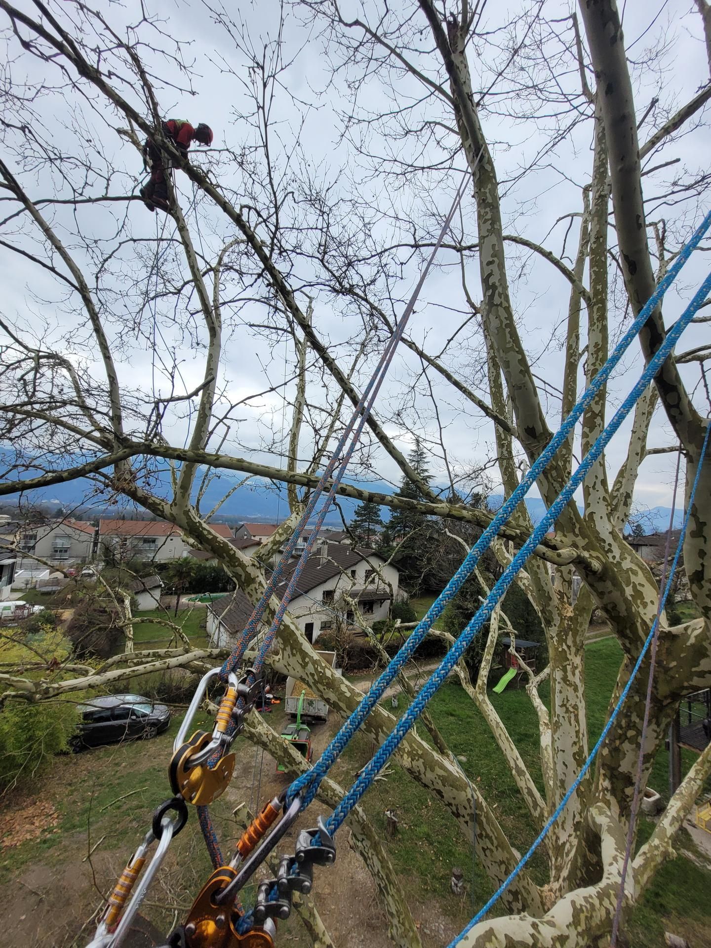 Matériel d'escalade sur une corde, installé sur un arbre nu surplombant un quartier et des collines sous un ciel nuageux.