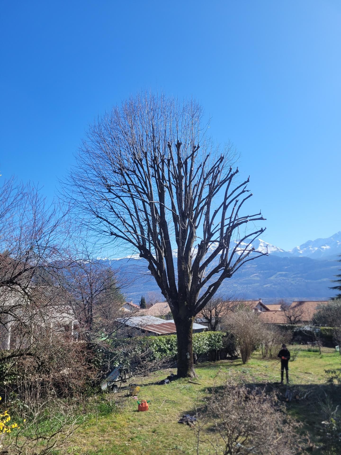 Arbre sans feuilles dans une cour ensoleillée et herbeuse, avec des montagnes et un ciel bleu en arrière-plan.
