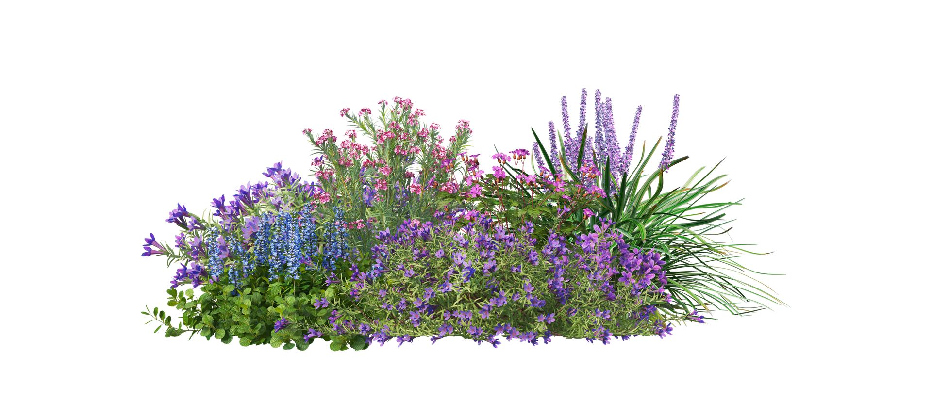 Fleurs sauvages violettes et blanches avec un feuillage vert dans un parterre bas