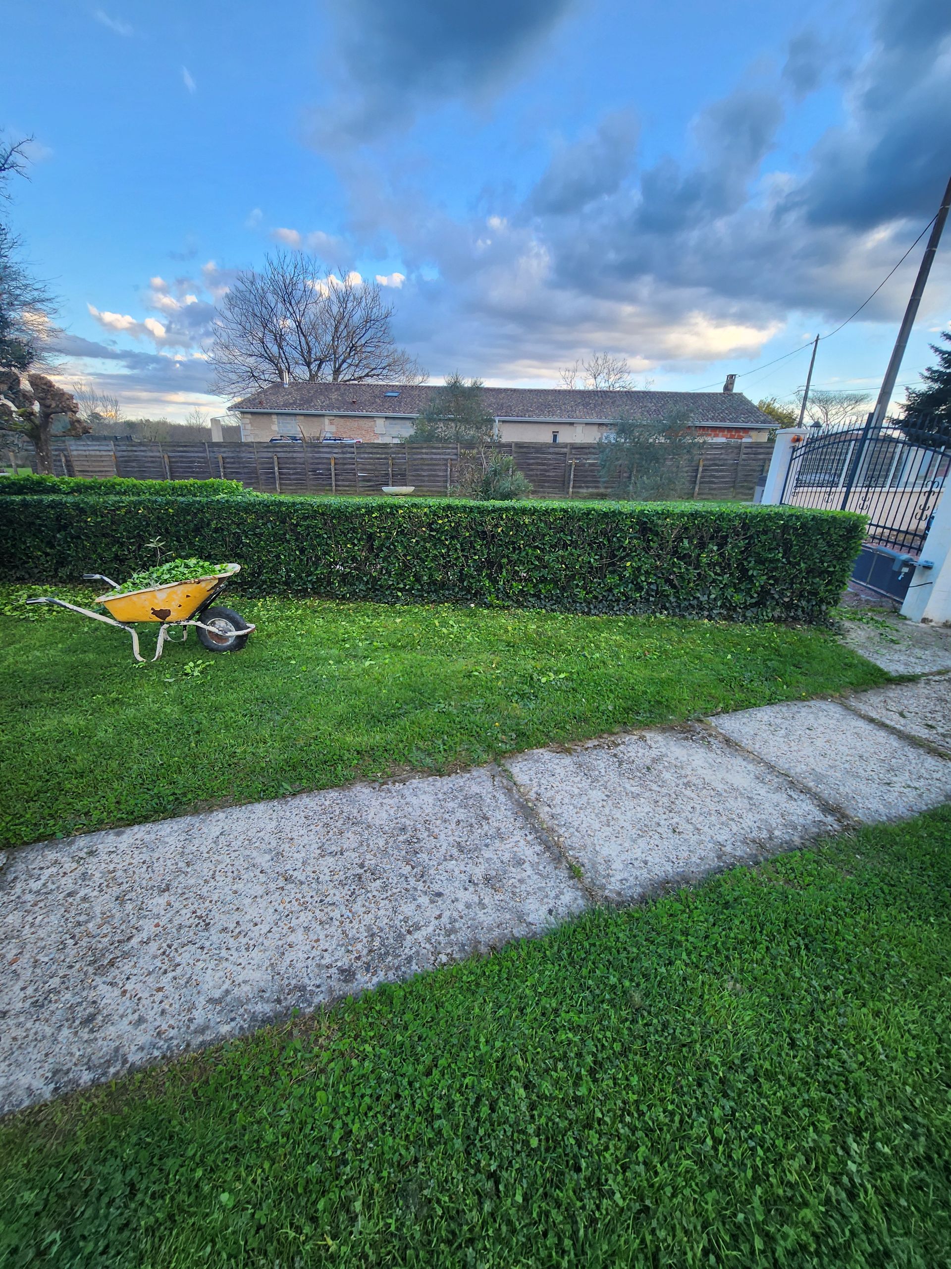 Une brouette jaune remplie de déchets de jardinage est posée sur une pelouse, à côté d'une haie soigneusement taillée