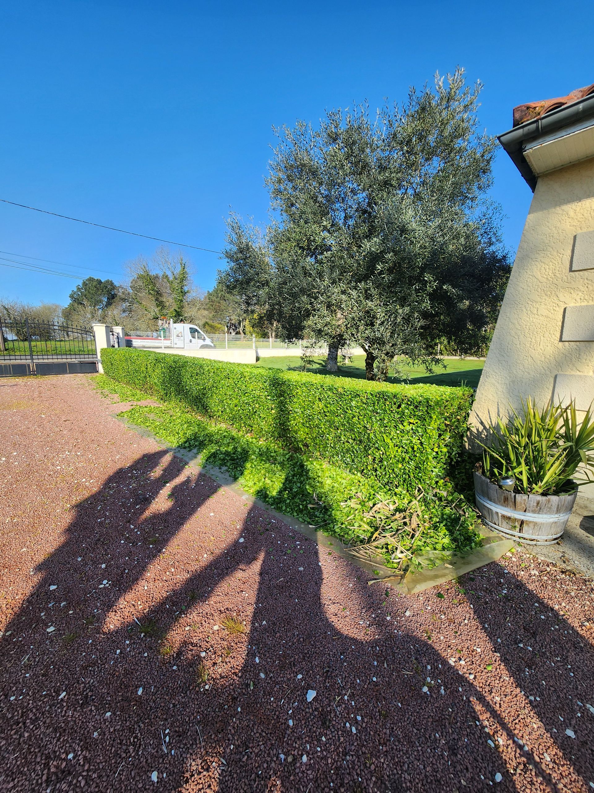 Vue d'une haie taillée et d'un olivier à côté d'un bâtiment beige.