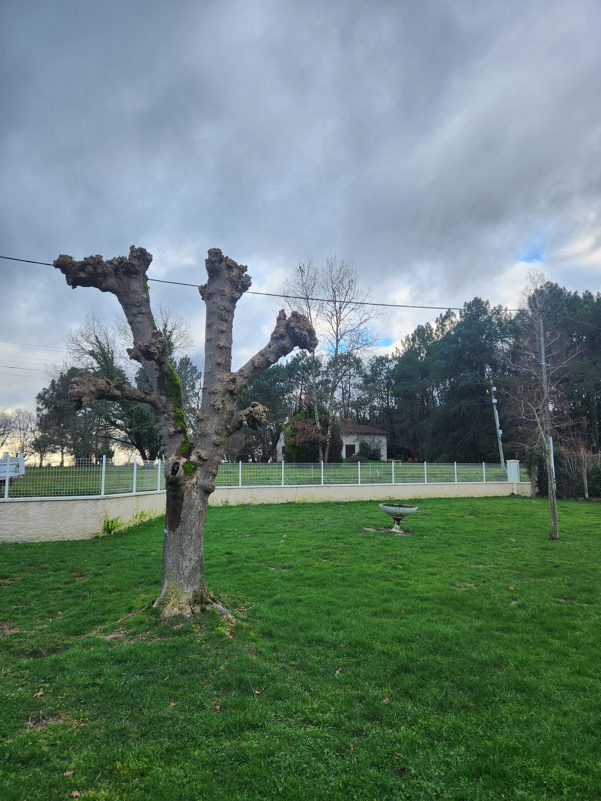 Un arbre têtard se dresse dans une cour verdoyante sous un ciel nuageux, avec une clôture blanche et des arbres au loin en arrière-plan.