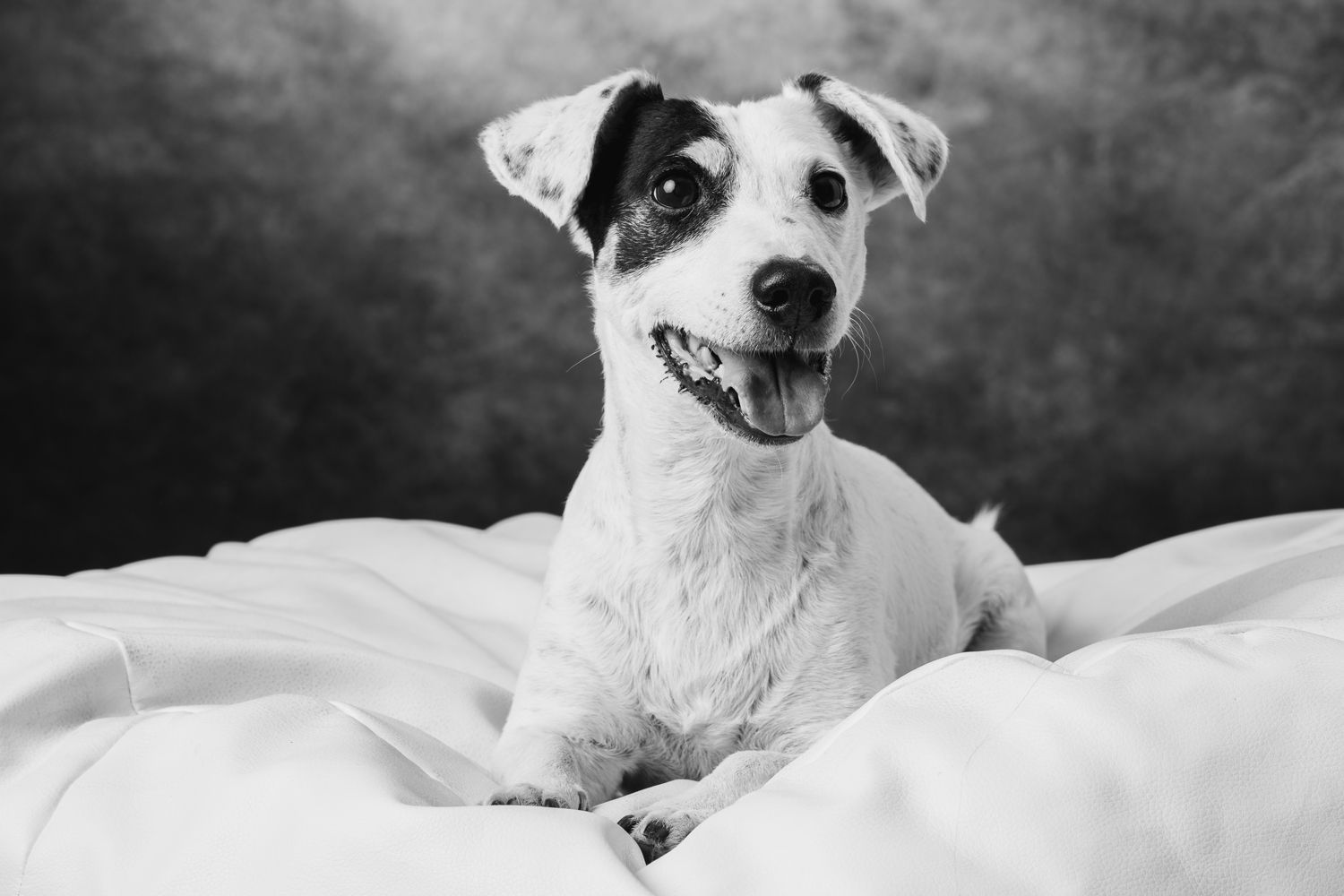 Photo en noir et blanc d'un Jack Russell Terrier allongé sur une couverture.