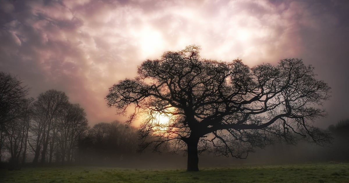 Silhouette d'un grand arbre se détachant sur un coucher de soleil brumeux.
