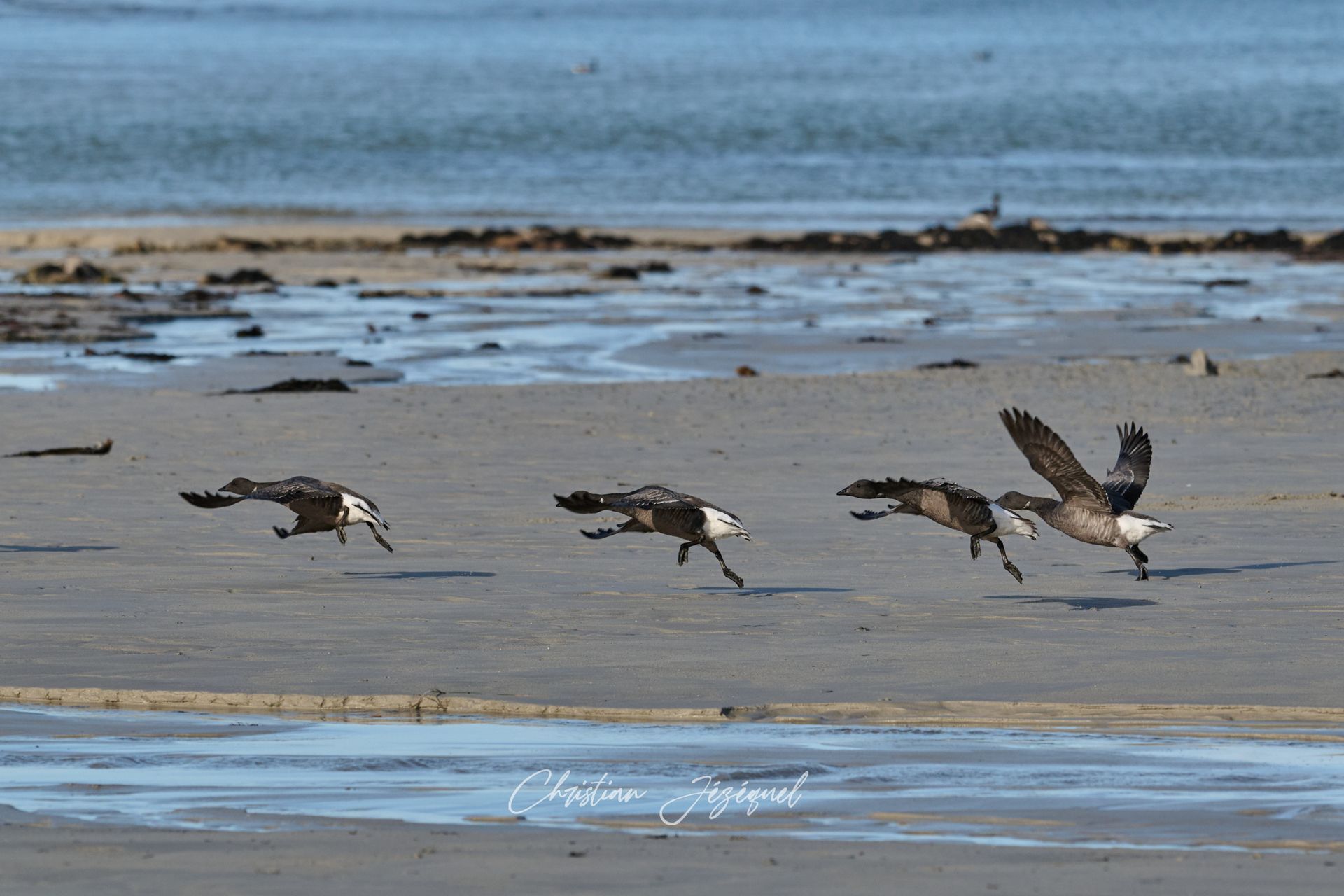 Quatre oiseaux marins s'envolent d'une plage de sable.