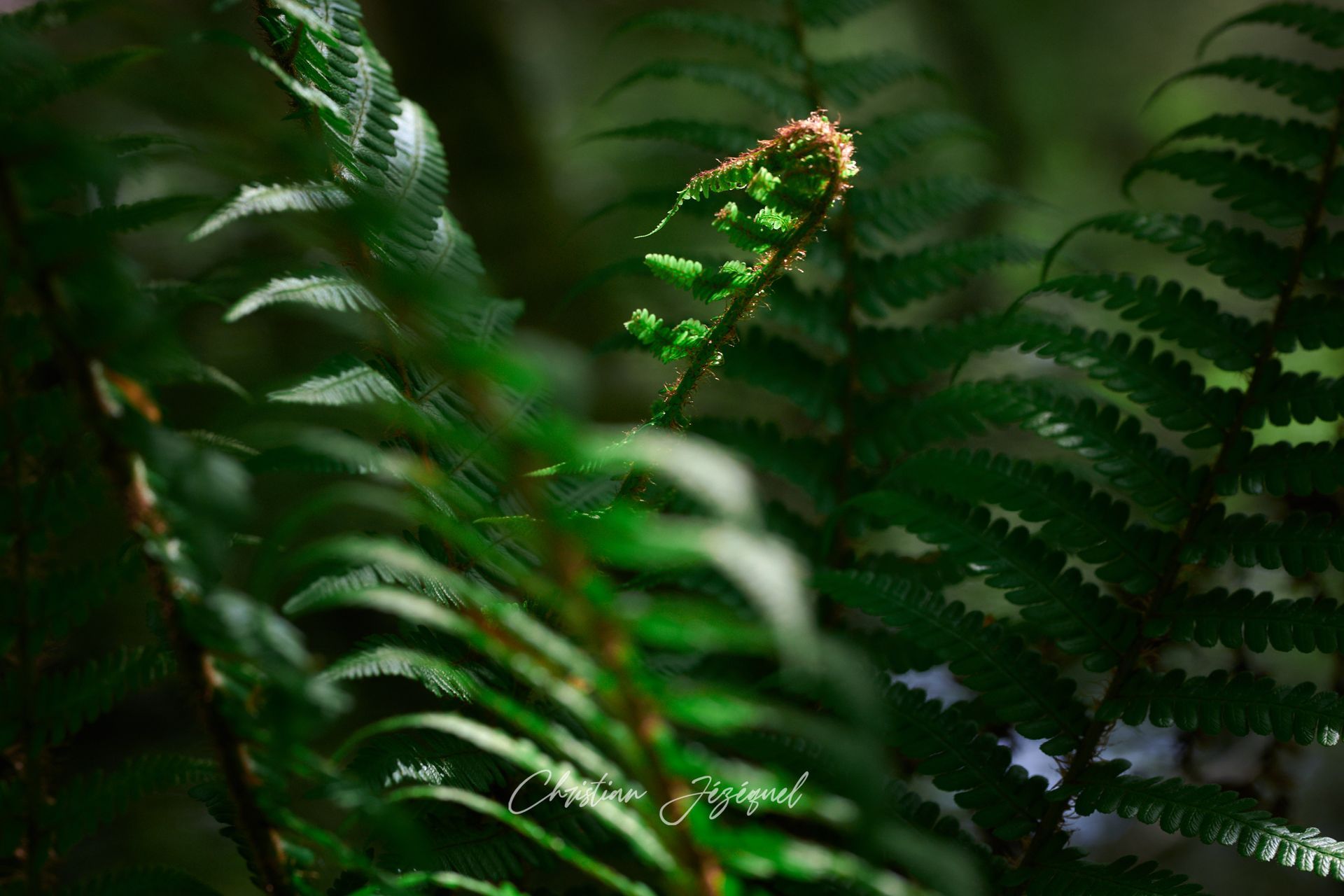 Gros plan sur des feuilles de fougères.