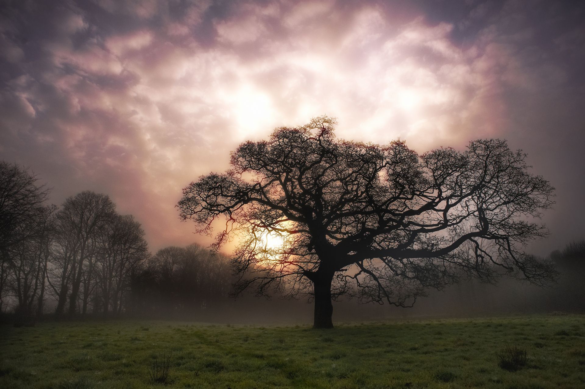 Le soleil se couche derrière un grand arbre dans un champ brumeux.