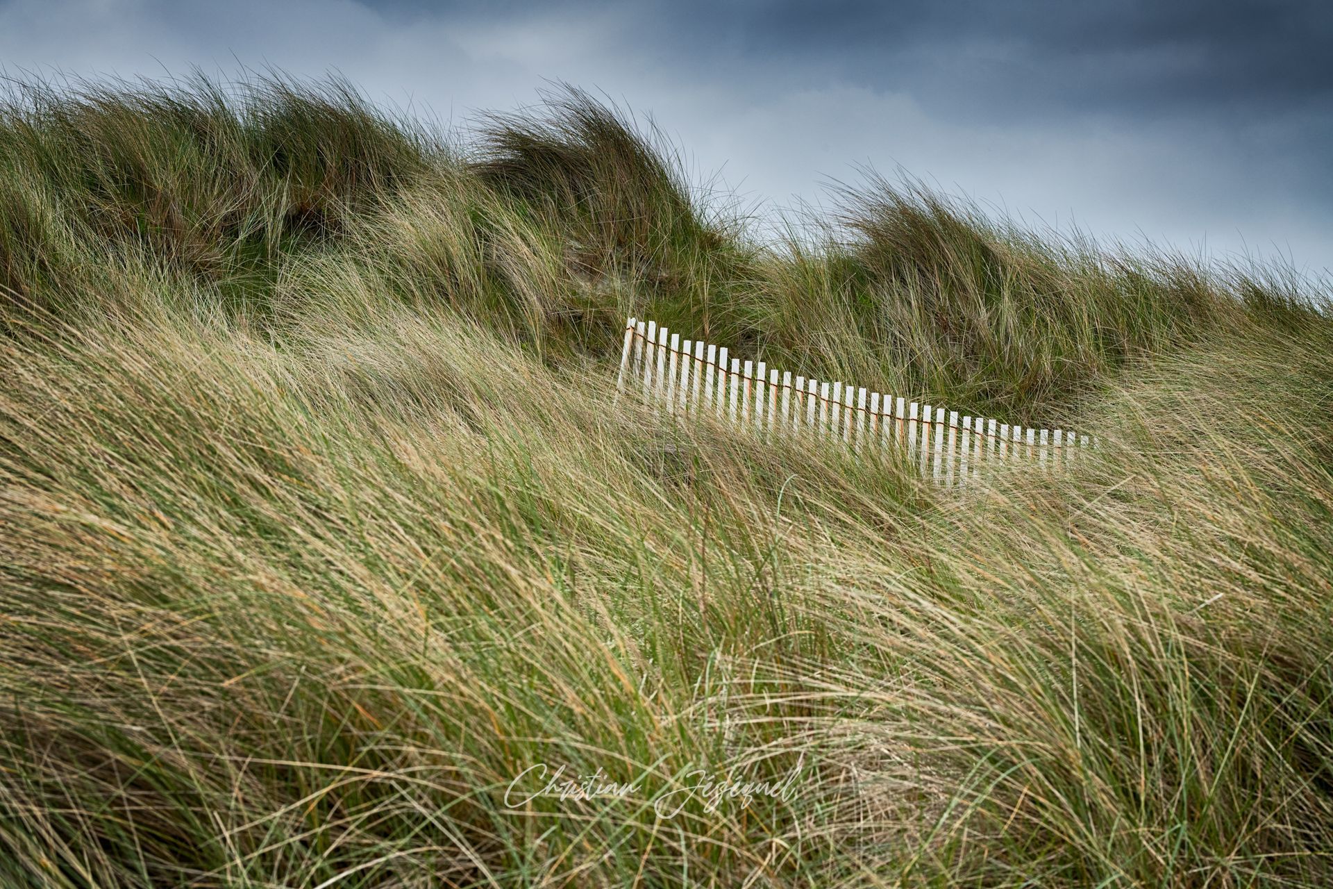 Dunes de sable herbeuses avec une clôture en bois.