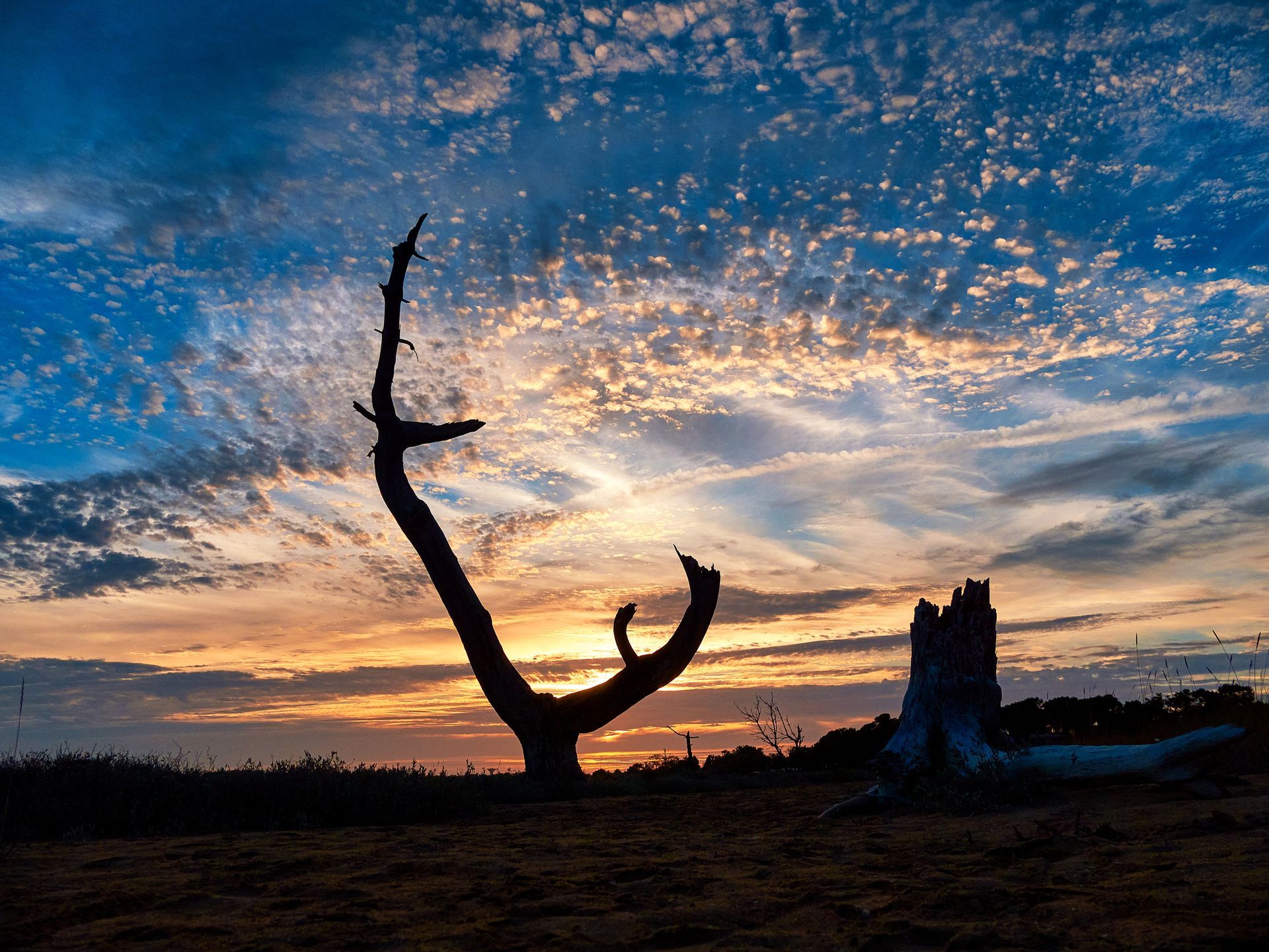Silhouette d'un arbre nu se détachant sur un ciel de coucher de soleil parsemé de nuages colorés.