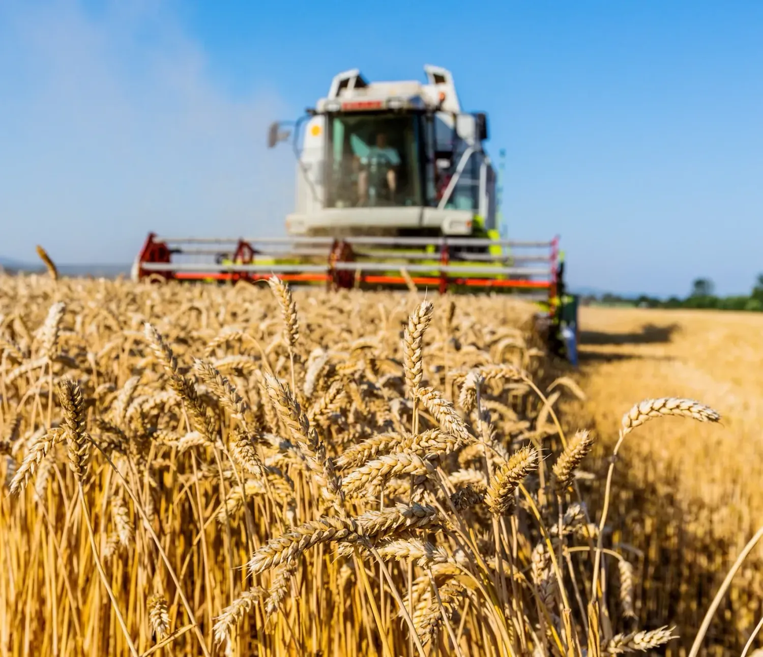 Una cosechadora está cosechando trigo en un campo.