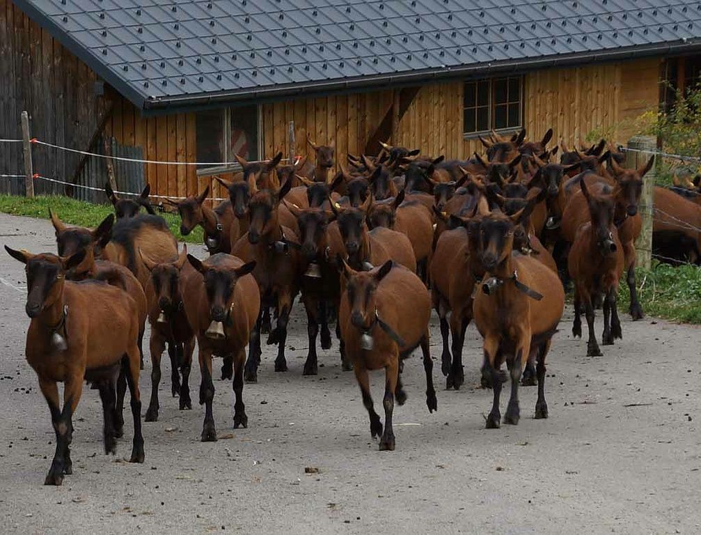 Käserei - Vreneli's Bergkäsereien - Plaffeien