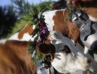 Käserei - Vreneli's Bergkäsereien - Plaffeien