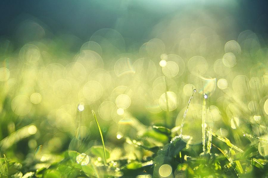 Aschestreuwiese auf dem Parkfriedhof in Troisdorf-Sieglar