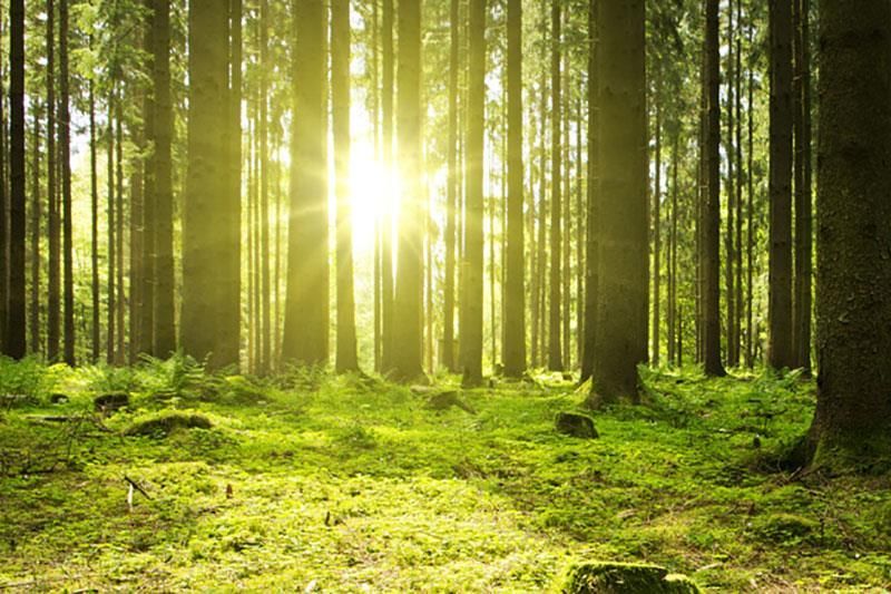 Friedwald für Baumbestattungen