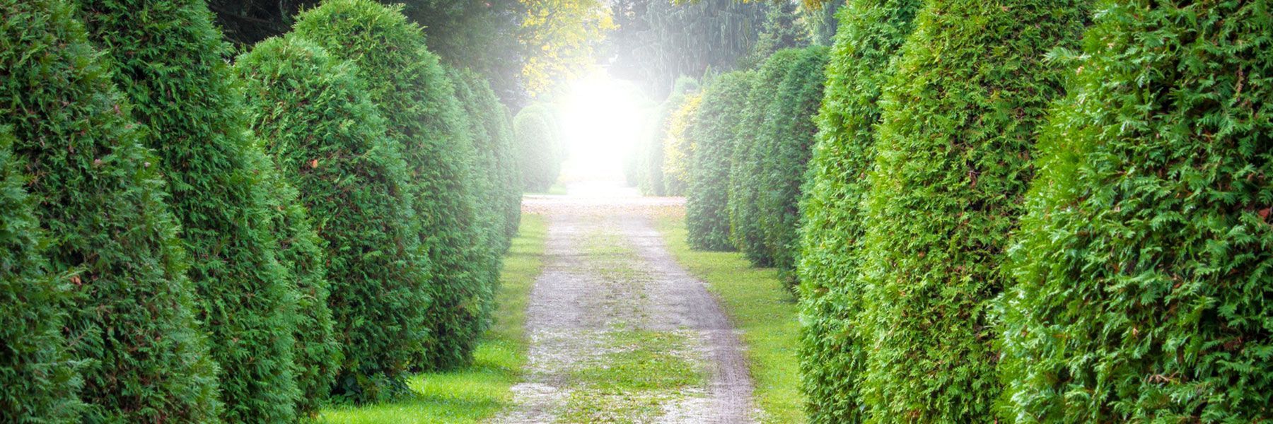 Stilvolle Allee auf einem Friedhof