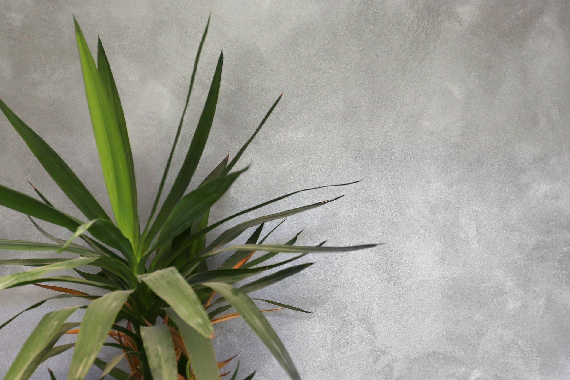 Tapezieren, Schriften - Malergeschäft Kurt Dolf in Sils im Domleschg