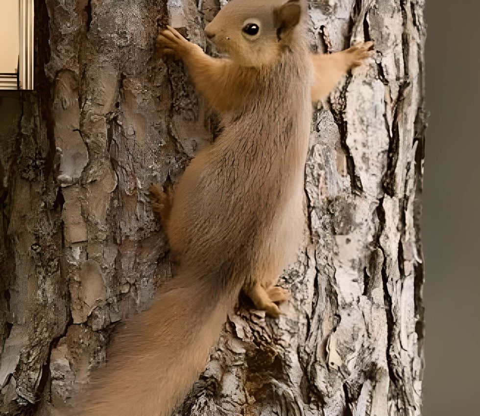 Ein Eichhörnchen klettert an der Seite eines Baumes hoch