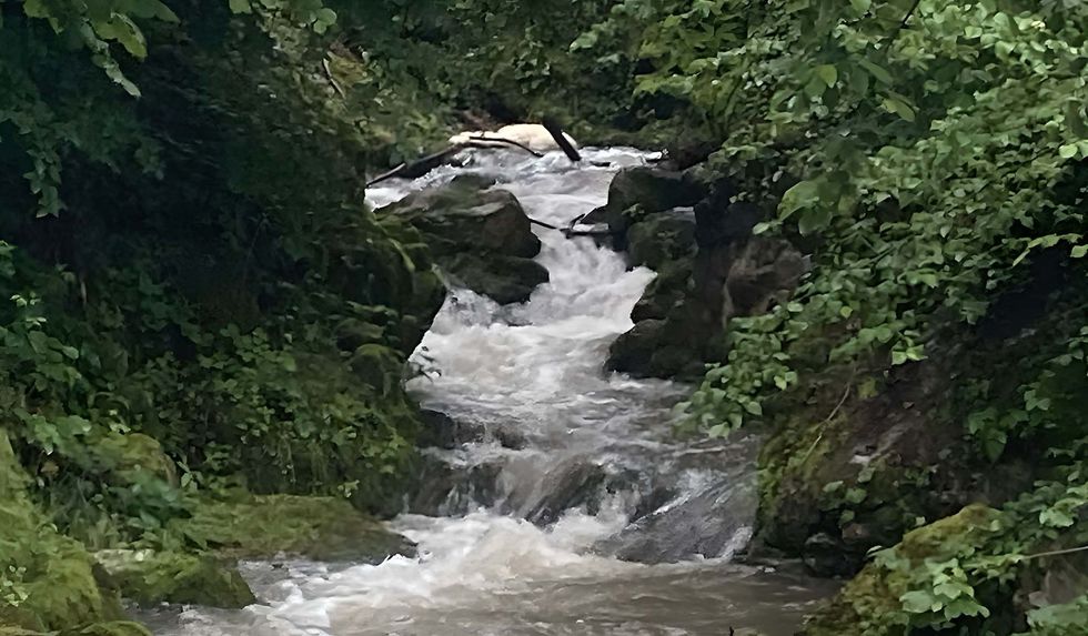 Ein Fluss, der durch einen üppigen grünen Wald fließt, umgeben von Felsen und Bäumen.