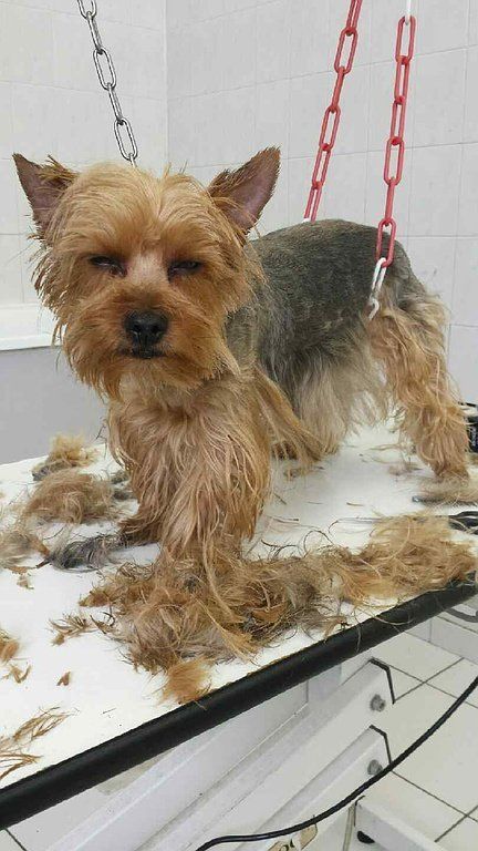 Toilettage de Yorkshire