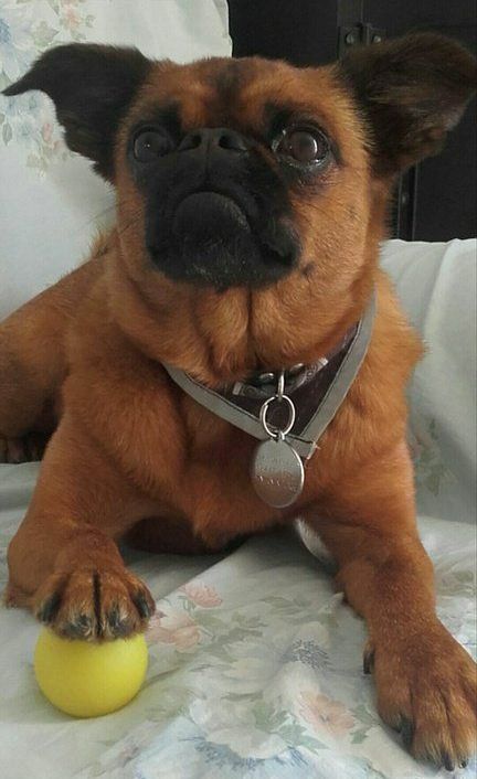 Toilettage d'un boxer français