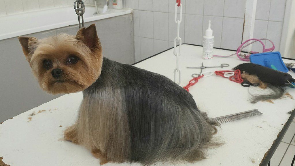 Toilettage en cours d'un Yorkshire