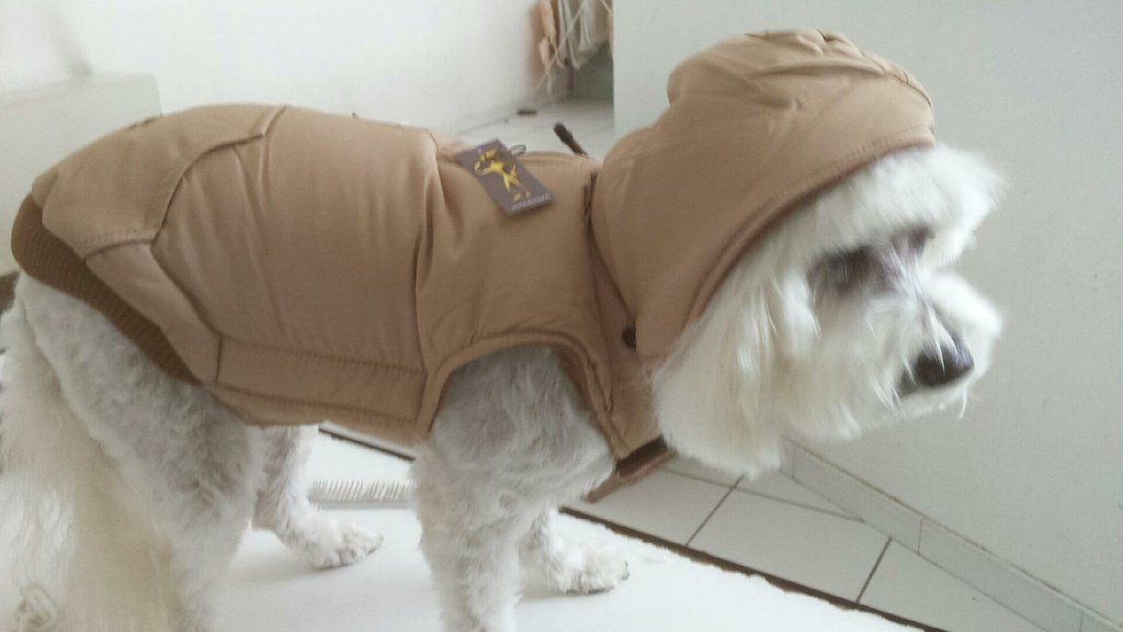 Toilettage d'un caniche