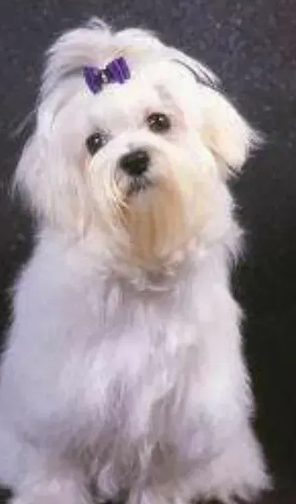 Toilettage petit chien blanc à poil mi-long