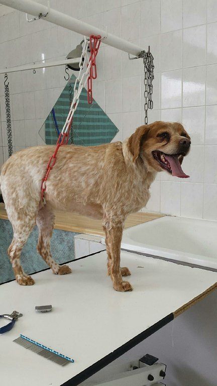 Toilettage de chien à poil court