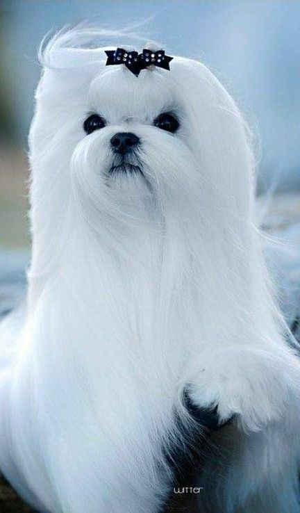 Après toilettage d'un chien blanc à poil long