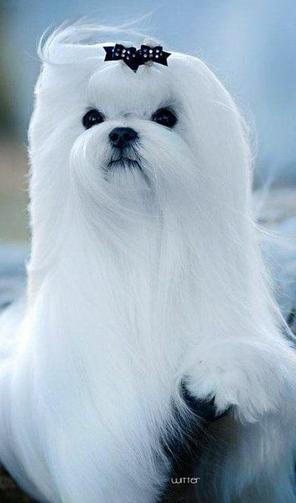 Toilettage de bichon